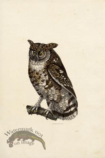 KO 24 Spotted Eared Owl